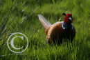 Cock Pheasant
